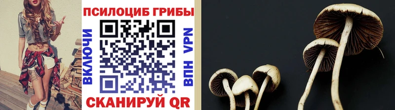 Галлюциногенные грибы Psilocybe  Ардатов 